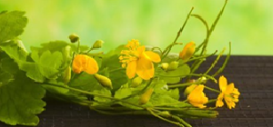 Celandine flowers